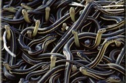 Віталій Кличко не повинен балотуватися на посаду Київського міського Голови