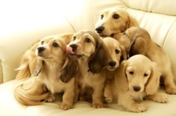 Где купить домашнего питомца – цены, истории хозяев и подводные камни