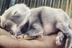 Очаровательные детеныши животных размером с ладошку