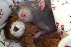  Лучший друг человека – крыса