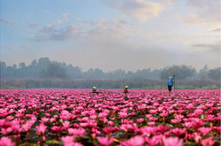 Невероятное розовое озеро в Таиланде