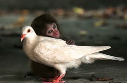 Жизнь голубей полна приключений и курьезов 