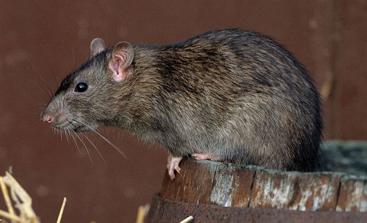 Столичні комунальники відкрили полювання на щурів