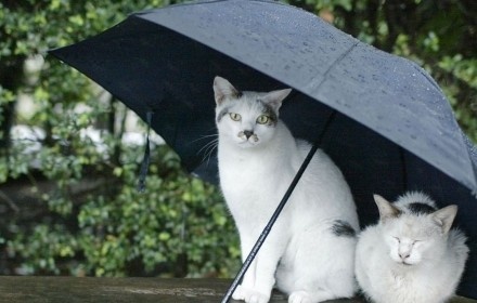 Киян може очікувати невеликий дощ