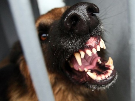 У Миколаєві зграя собак ледь не загризла на смерть жінку