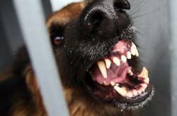 У Миколаєві зграя собак ледь не загризла на смерть жінку