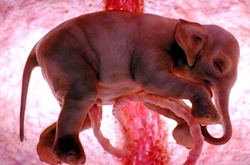 15 невероятных фотографий животных в утробе матери 