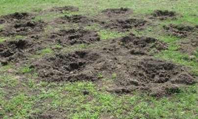 Комунальники повідомили про викрадення тисячі квітів і знищення 400 дерев