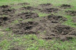 Комунальники повідомили про викрадення тисячі квітів і знищення 400 дерев