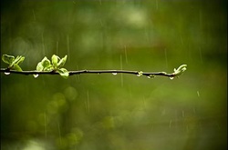 Завтра в Україні знов дощитиме 