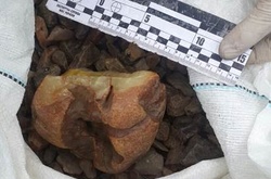 СБУ затримала скупників бурштину із відбірним «сонячним каменем» на 4 мільйони гривень