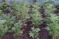Наркодилер виростив плантацію коноплі в теплиці під Києвом