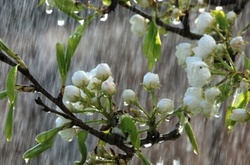 Cьогодні в Україні місцями невеликі дощі