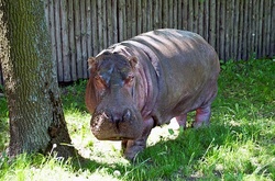 У зоопарку померла найстаріша бегемотиха в світі