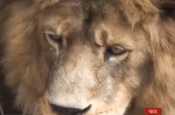 У чилійському зоопарку застрелили двох левів через самогубця-невдаху