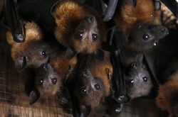 В Австралії оголошено надзвичайний стан через летючих лисиць 