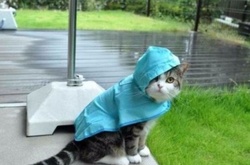 Сьогодні у місті можливі дощі