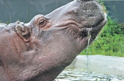 У столичному зоопарку з'являться нові тварини