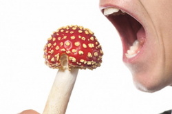 Сезон грибних отруєнь розпочато. В лікарні вже 30 осіб