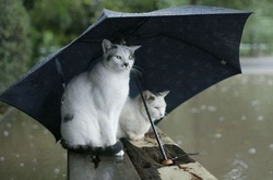 Сьогодні в Україні дощі з грозами