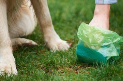 В столиці встановлять штрафи за собачі фекалії
