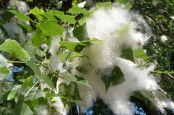 У Києві знайшли заміну пухоносним тополям