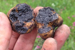 Найдорожчі в світі гриби ростуть на Київщині (ФОТОФАКТ)