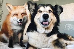 Пёс и лиса: умилительная парочка, покорившая сердца пользователей Instagram 