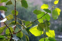 Літо в Україну прийде з дощами 