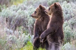 30 фото прелестнейших детёнышей животных в дикой природе