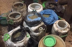 СБУ викрила виробництво канабісу у промислових масштабах