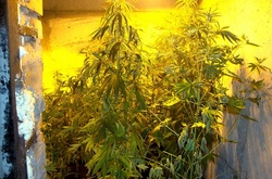 У багатоповерхівці в Оболонському районі вирощували плантацію коноплі