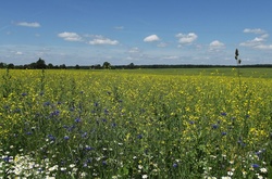 У четвер прийде невелике похолодання 