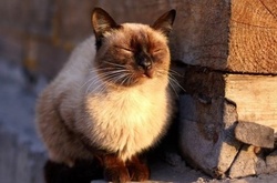 Сьогодні опадів у Києві не очікується