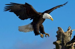 Полиция Голландии учит хищных птиц ловить подозрительные дроны