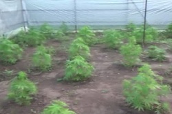 Колишній міліціонер вирощував у районі АТО елітну марихуану