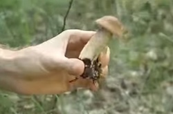 В Україні вродили гриби, котрих до початку осені ще не повинно бути