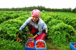 У Польщі зарплати українських заробітчан і поляків зрівняють 