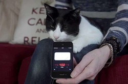 Мурлыкающий кот Мерлин попал в Книгу рекордов Гиннеса