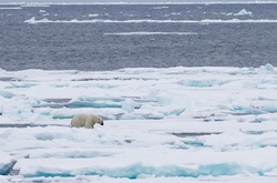 Арктика вперше за 100 тисяч років може звільниться від криги