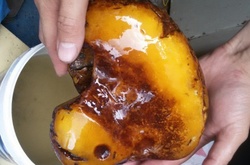 Правоохоронці на Рівненщині вилучили гігантський бурштин 