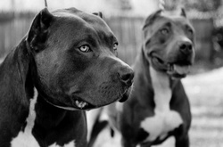 У столиці агресивний пес напав на власницю іншої собаки