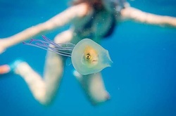 Австралиец сфотографировал живую рыбу внутри медузы