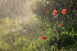 У п’ятницю знов дощитиме 