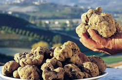 У Василькові знайшли рідкісний гриб за 20 тис. гривень