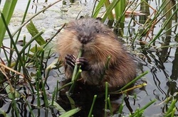 На Русанівський канал припливли милі ондатри 
