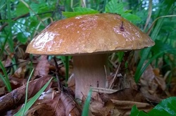 На Закарпатті триває сезон «тихого полювання»