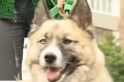 У Києві намагаються порахувати кількість безпритульних тварин