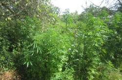 Під Києвом поліцейські виявили та знешкодили наркоплантацію