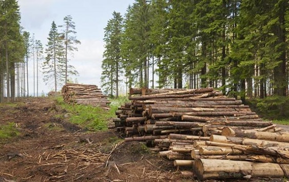Віце-прем’єр Кістіон пообіцяв найближчим часом нові правила санітарної вирубки лісів 